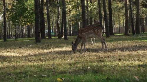 Lonely Whitetail spotted roe deer eats dry grass in the forest slow motion. Young true deer