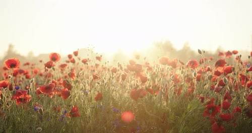 Summer Poppies Field at Sunset