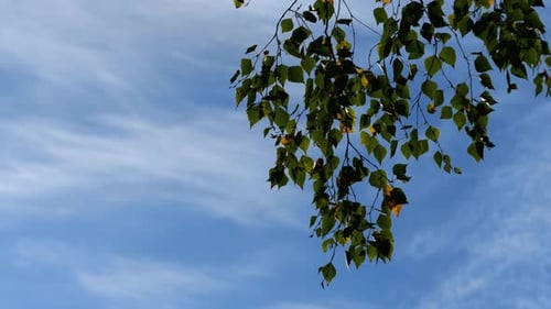 yellow and green birch leaves waving in a wind. blue sky and clouds on background. autumn is coming.