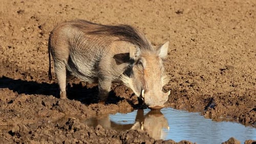 Warthog Drinking At A Muddy Waterhole