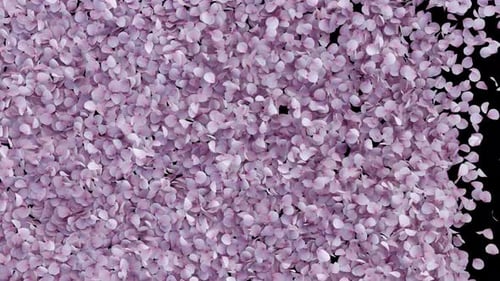 Floating Pink Petals Reveal Transition