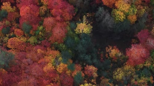 Autumn Forest