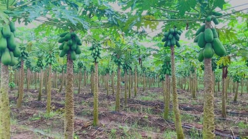 young papaya tree