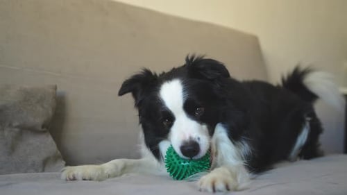Border Collie Dog Plays With a Spiky Ball on Couch