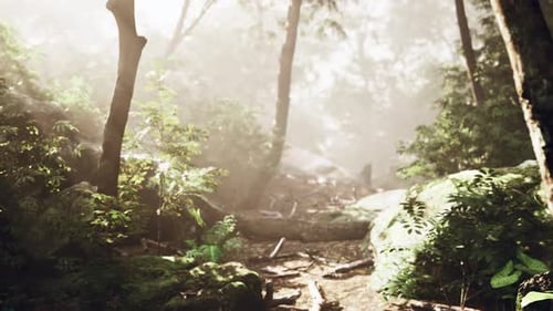 Peaceful Woodland Trail Bathed in Soft Light and Morning Mist