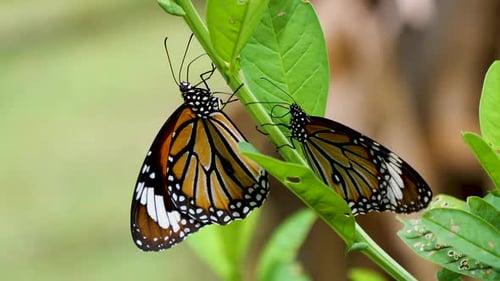 Monarchfalter, der Nahrung an Pflanzen findet. Nahaufnahme des Monarchfalters. 4K