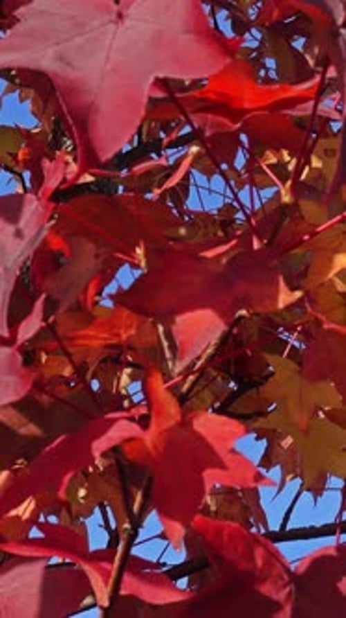 Red Maple Leaves Rustle in Autumn Sunlight