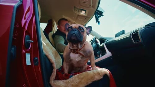 French Bulldog Sitting in Car with Owner