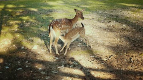 Wild Deer Family Feeding in Summer Meadow