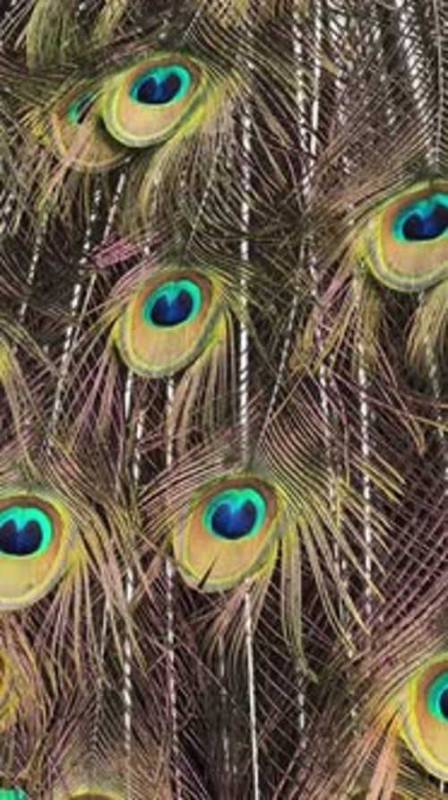 Close-up of Colorful Peacock Feathers