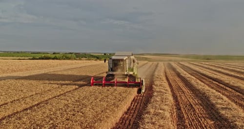Aerial shot of a combine harvester in action on wheat field.