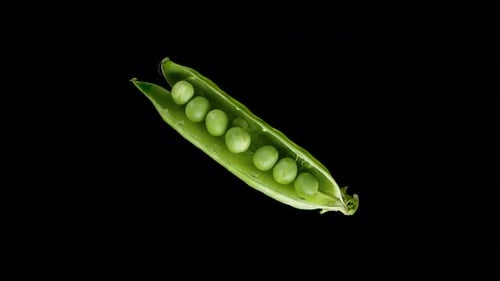 Opened Pea Pod with Peas inside, looped rotation, isolate on a black background.