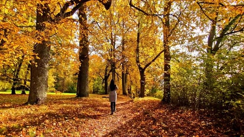 Peaceful Autumn Walk Through Vibrant Forest in Lielvarde, Latvia