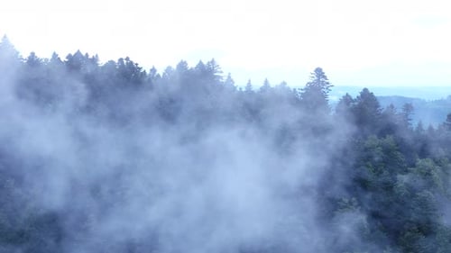 Aerial reveal view of a dense conifer forest through drifting fog