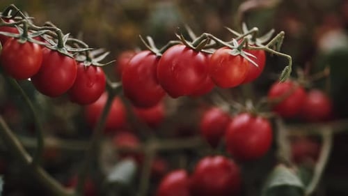 Red Cherry Tomatoes on a Branch