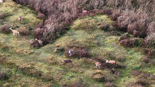 Un grupo de ciervos rojos se alimenta durante la celo en el condado de Donegal, Irlanda