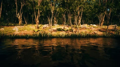 Pond in Mossy Green Forest