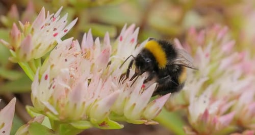 Fluffy Bumblebee Pollinating White and Pink Flower