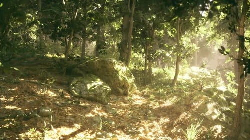 Serene Woodland Scene Peaceful Forest Glade with Dappled Sunlight