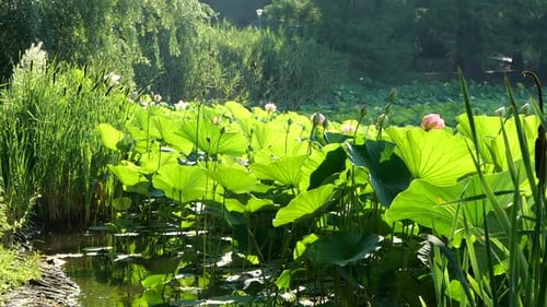 Plenty of Water Lilies on Lake Shoreline, Dense Reed Background, Slow Motion