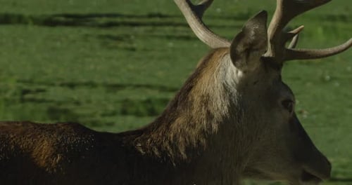 Canadian Wildlife - Close up buck deer antlers walking through herd