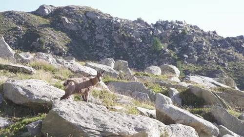 un chamois se tient seul sur un rocher dans les Alpes.