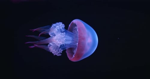 Vibrant blue jellyfish gracefully floating in dark ocean with textured details