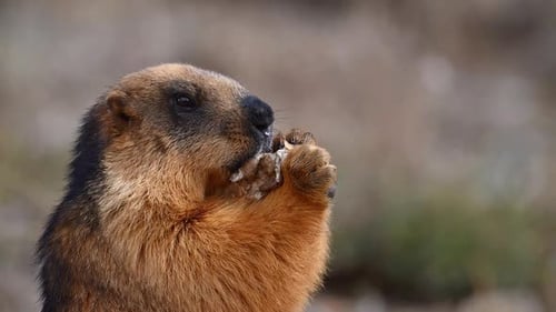 Das Goldene Murmeltier isst Müll, den Tourist übrig gelassen hat
