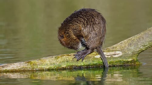 Linda nutria sentada en un tronco en el lago limpiándose al sol