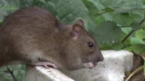 A large adult Brown Rat, Rattus norvegicus, also known as Sewer Rat and Common Rat. Feeding in urban