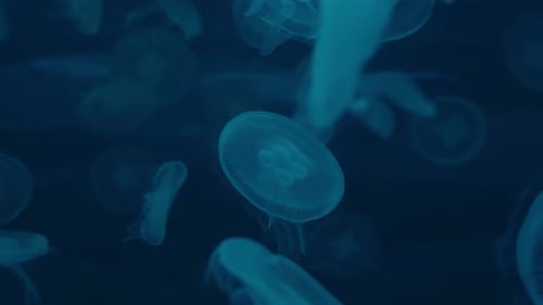 Bloom Of Moon Jelly flutuando no fundo do mar. closeup