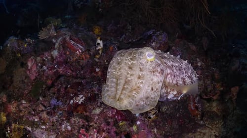 Cuttlefish during the night. Closeup view