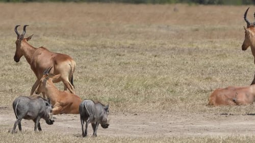 Hartebeests and Warthogs in Ol Pejeta Conservancy Kenya.