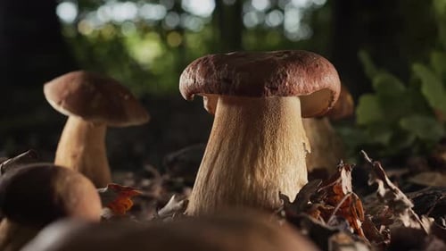 Wild Edible Porcini Mushrooms Boletus Growing In Forest Under Trees Fungi