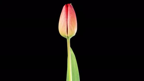 Red Tulip Bud Opening Time-Lapse on Black Background