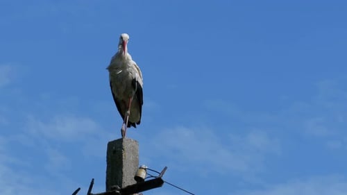 Stork Sitting on a Pillar High Voltage Power Lines on Blue Sky Background
