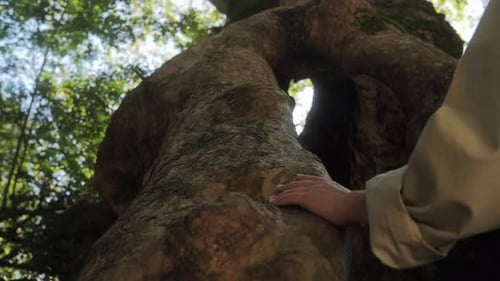 Hand Touching Ancient Tree Bark in Forest