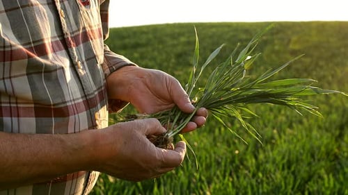 Close up of senior farmers hands examining wheat crop in field at sunset.