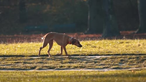 Slow Motion Footage of Dogs Walking in a Lush Green Park, Featuring Playful big dog, Joyful Pet Care