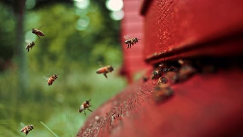 Honeybees Hovering At The Hive Entrance In Slow Motion