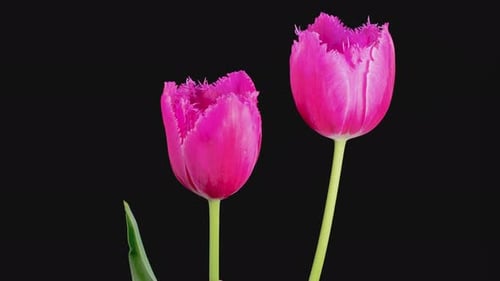 Blooming Pink Tulips on Black Background