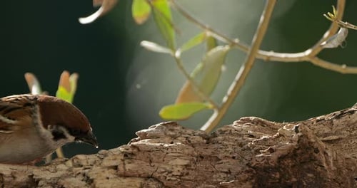 Sparrows Perched on a Branch Drinking