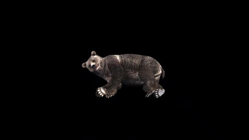 Bear Lying2