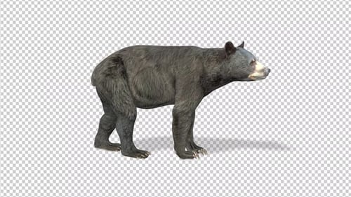 Bear Idle Alpha Channels