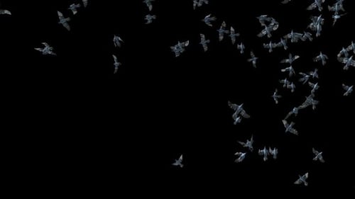 Flock of Animated Birds Flying on Alpha Channel