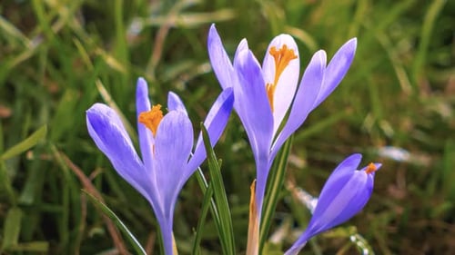 Frühlingskrokusblüten blühen
