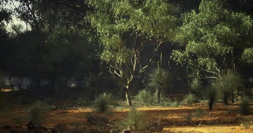 Australian Bushland Forest Landscape Video Background