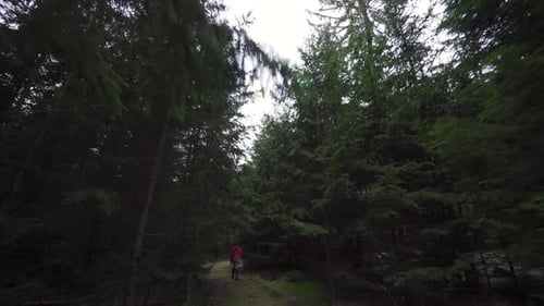 A woman in a pink puffer jacket walking her miniature bull terrier in the forest The trail is surrou