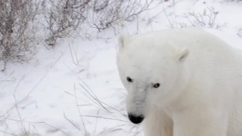 Ours polaire dans la neige