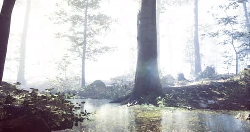 Misty Forest Landscape with Tranquil Water Reflecting Sunlight